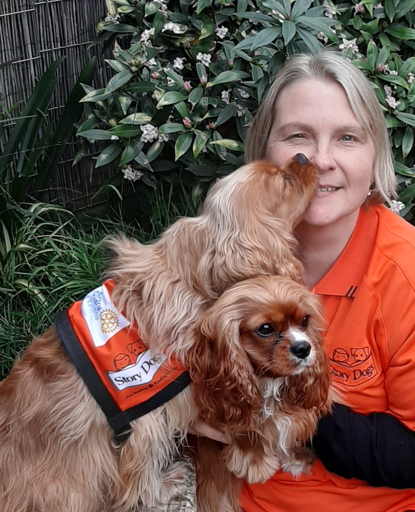 Story dogs Update
